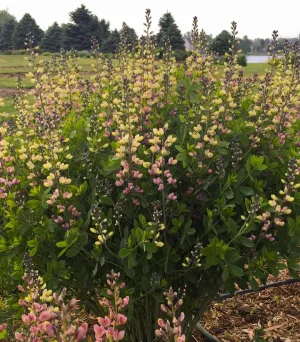 Decadence® Deluxe Pink Lemonade False Indigo