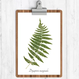 Marginal Wood Fern Botanical Print