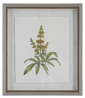 Wildflower Study Prints - A